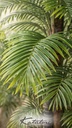 Palmera Triana - 300 cm